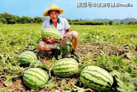 瓜农今日吃瓜网红黑料,今日吃瓜事件引发热议